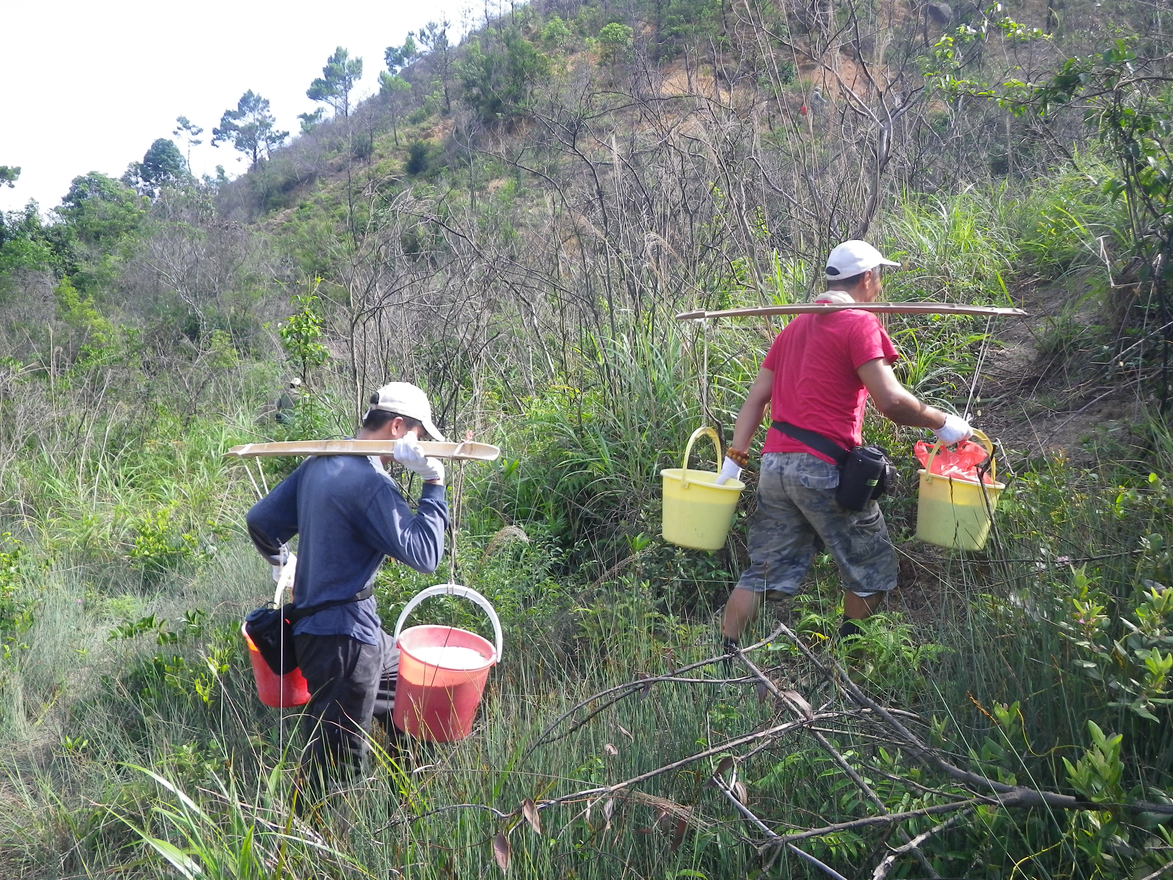 Adding fertilizer to seedlings