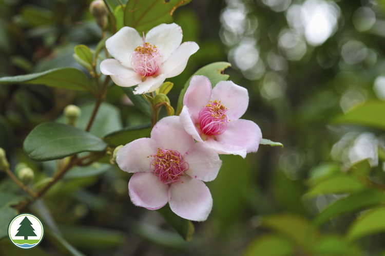 Rose Myrtle