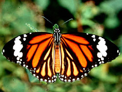 Common Tiger