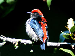 Scarlet-backed Flowerpecker