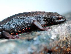 Hong Kong Newt