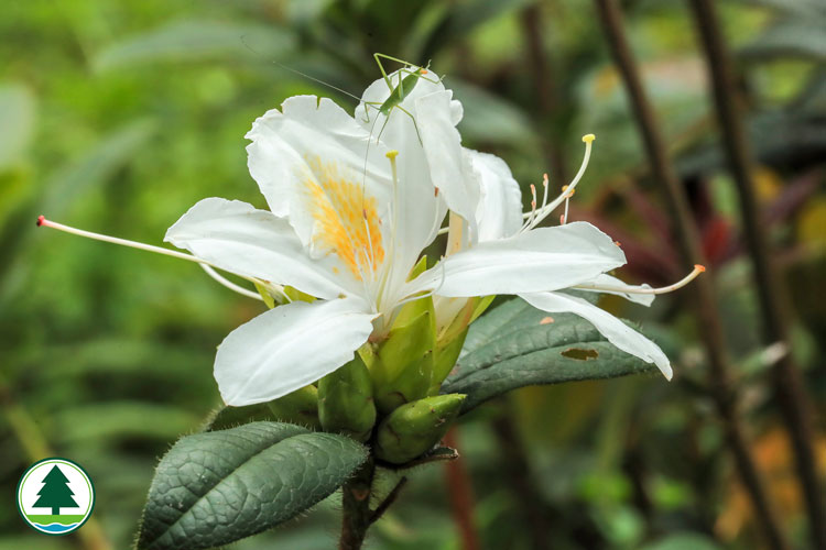 Champion's Rhododendron