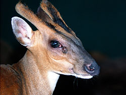 Common Muntjac