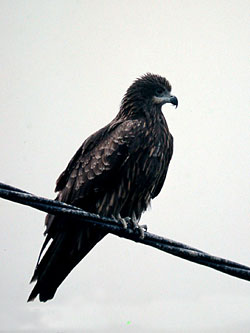 Black-eared Kite