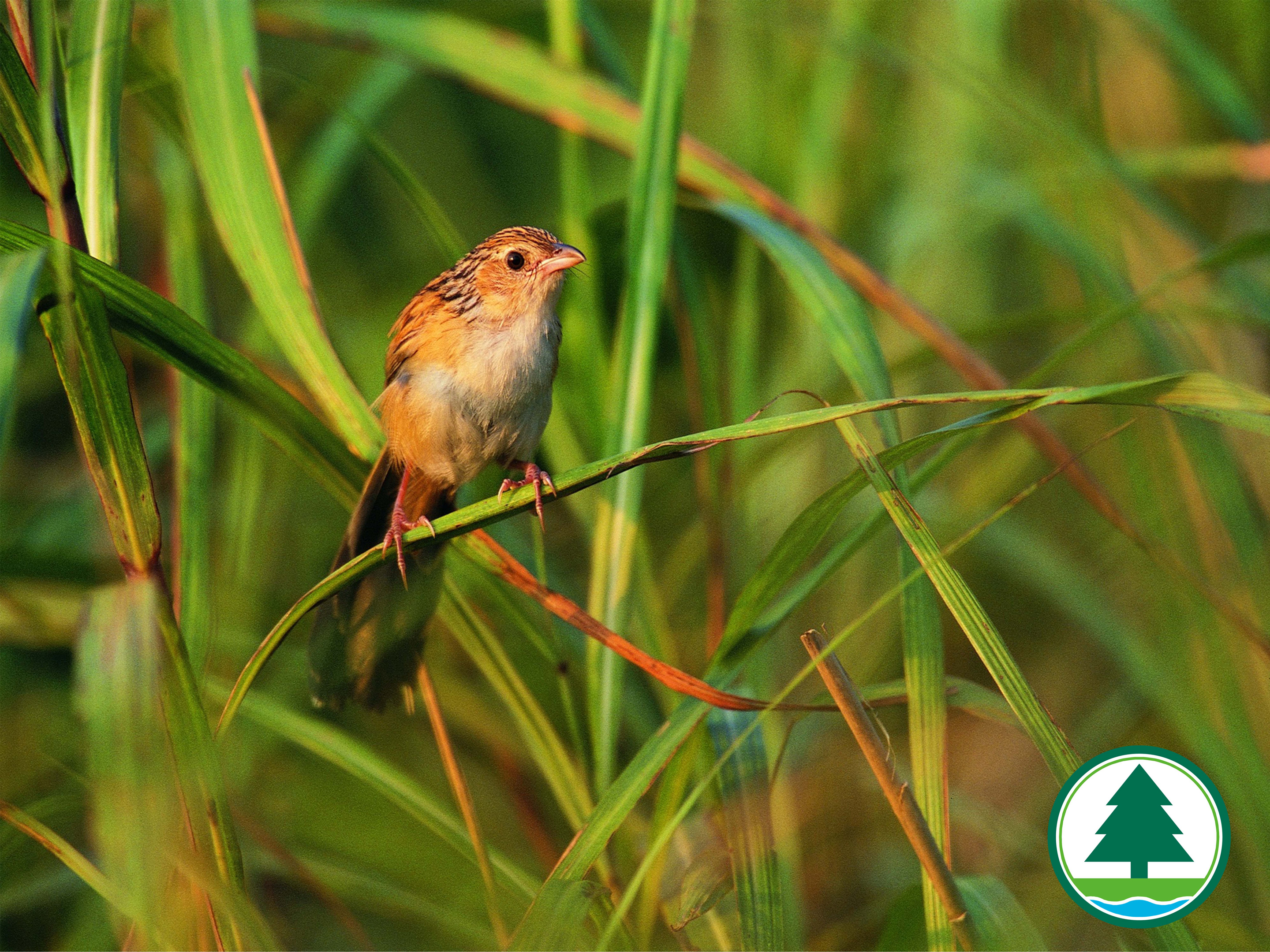 Chinese Grassbird