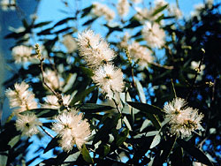 Paper-bark Tree