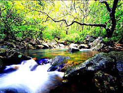 Tai Shing Stream