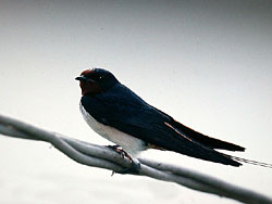 Barn Swallow