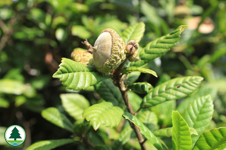 Lithocarpus quercifolius