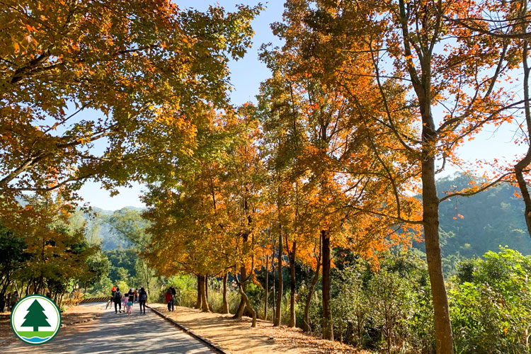 Tai Tong Sweet Gum Woods