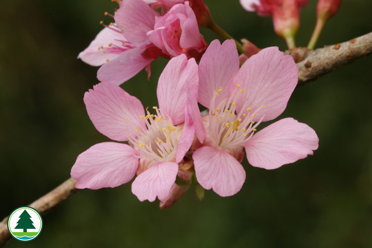 Prunus campanulata