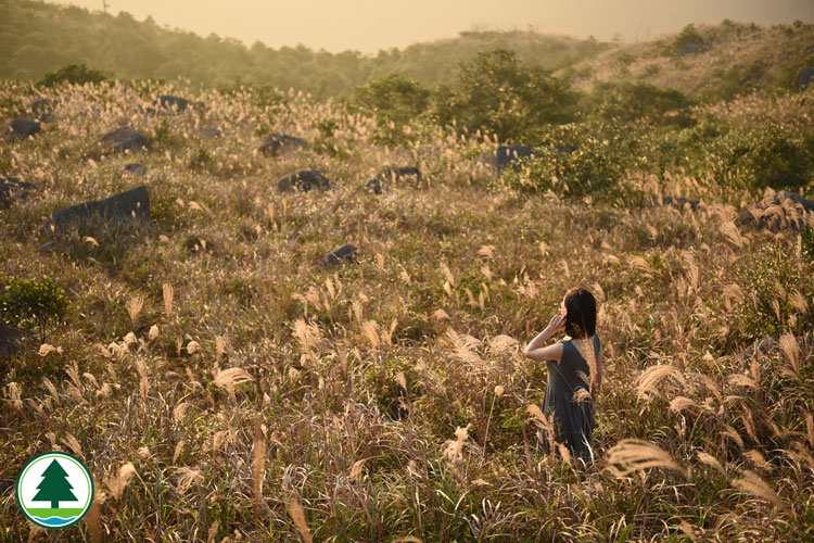 Silvergrass at Tai Mo Shan