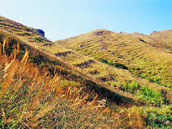Grass slope