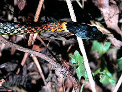 Red-necked Keelback