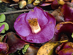 Hong Kong Camellia