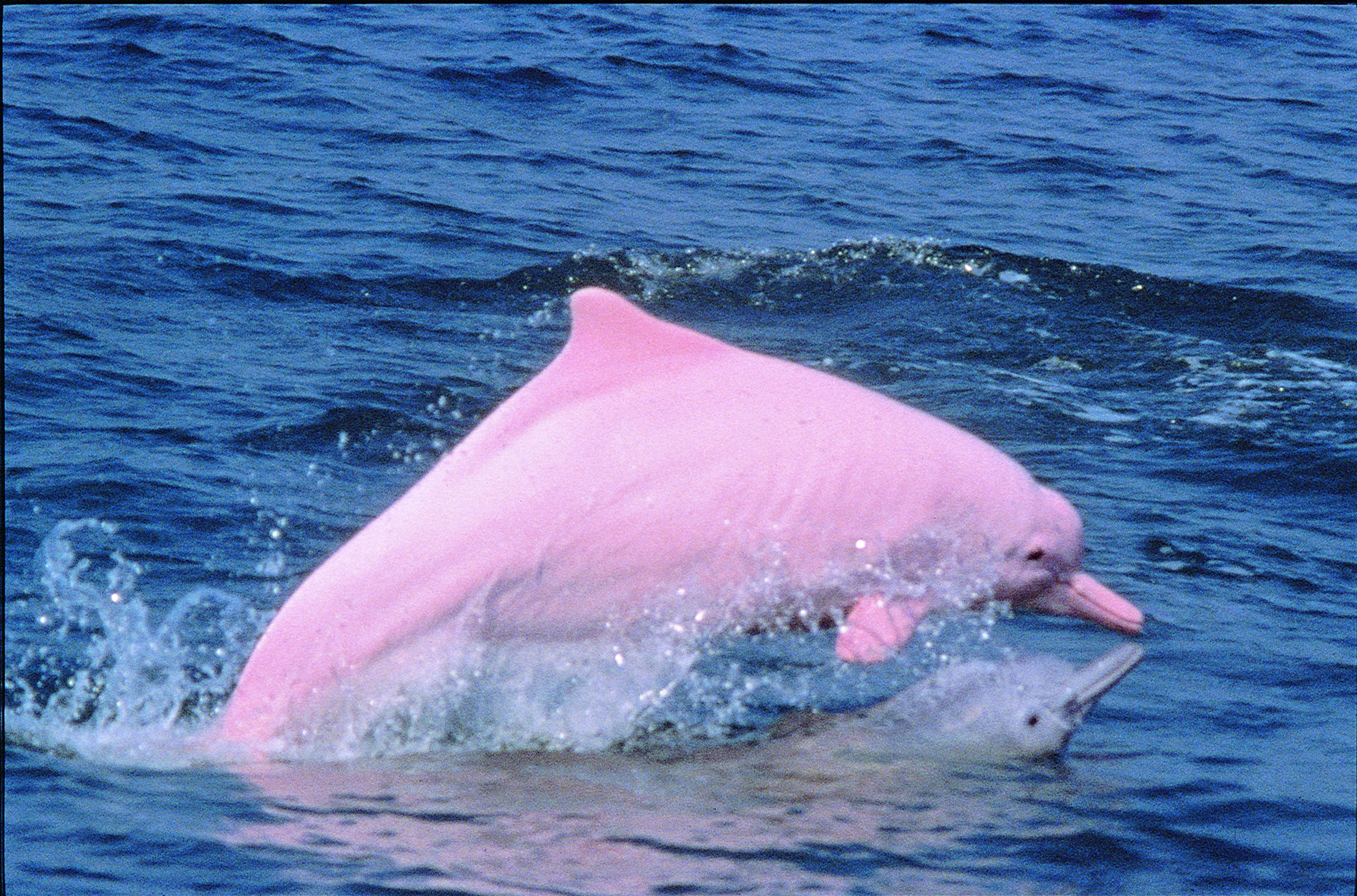 Амазонский дельфин 4. Амазонский розовый Дельфин. Амазонский Дельфин речные дельфины. Афалина альбинос. Розовый Дельфин розовый Дельфин.