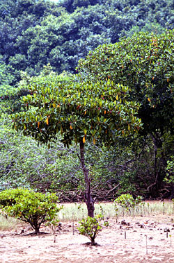 Bruguiera gymnorhiza