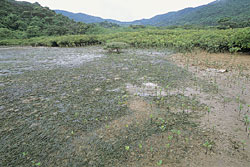 Zostera japonica