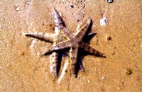 Archaster typicu