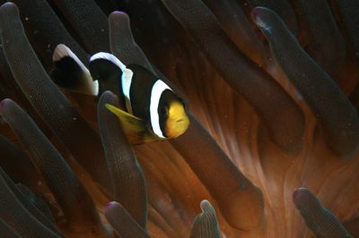 Amphiprion clarkii