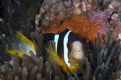 Amphiprion clarkii