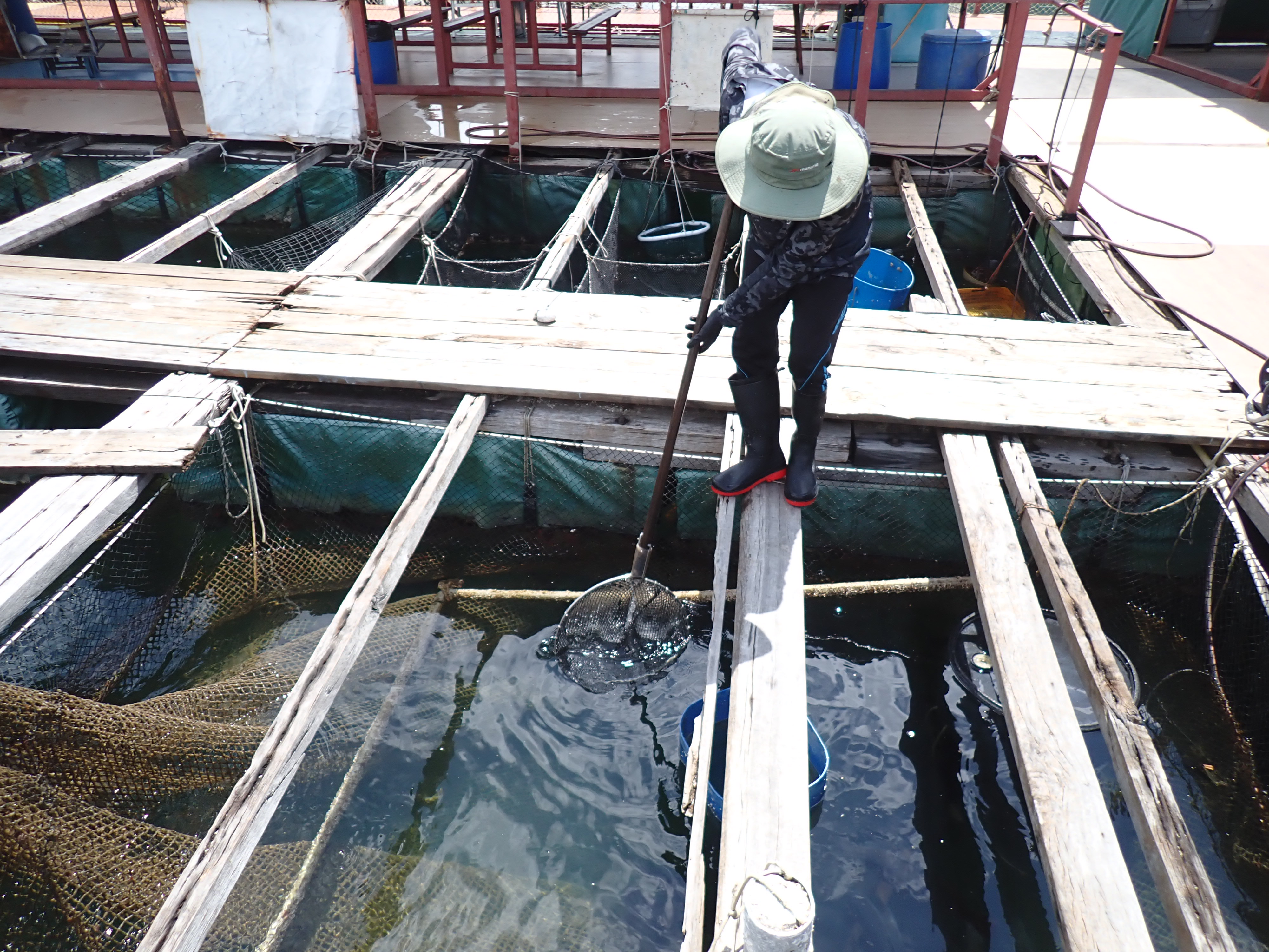 Leisure Fishing on Mariculture Rafts 3