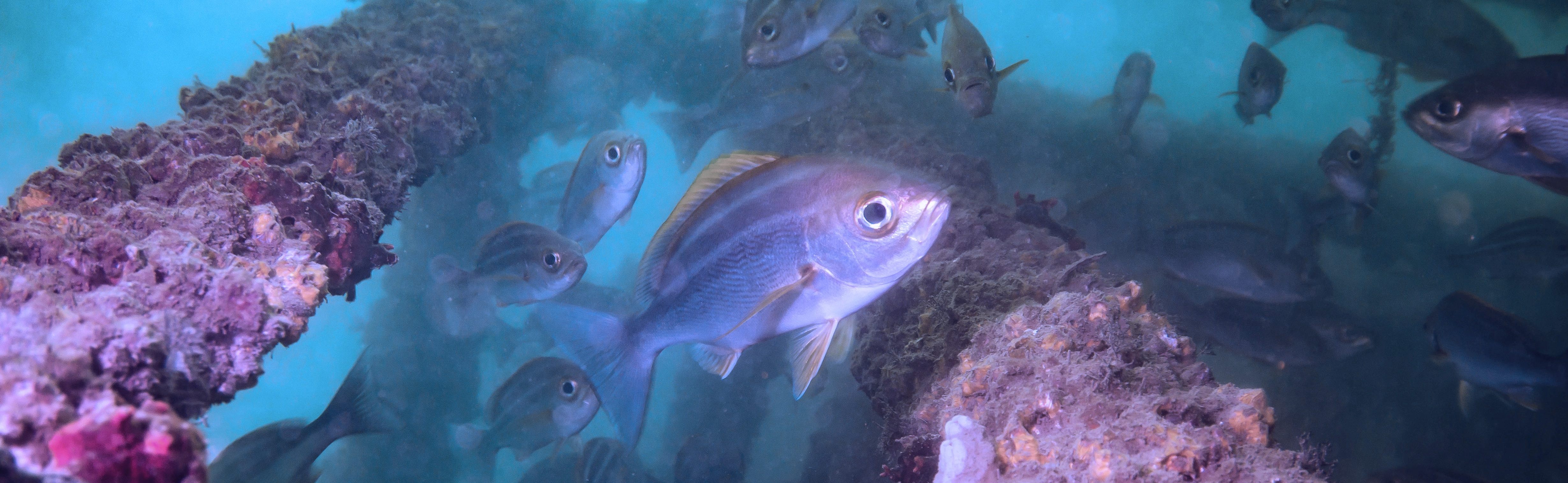 About Hong Kong Artificial Reef Project
