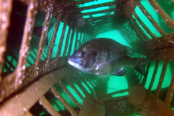 Faunas  of Artificial Reef