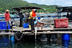 Plankton sampling