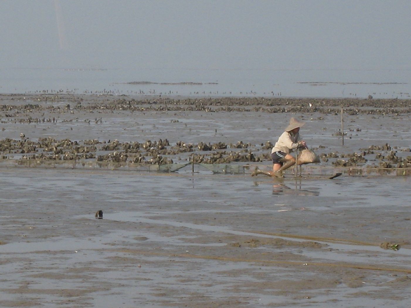 Oyster Culture