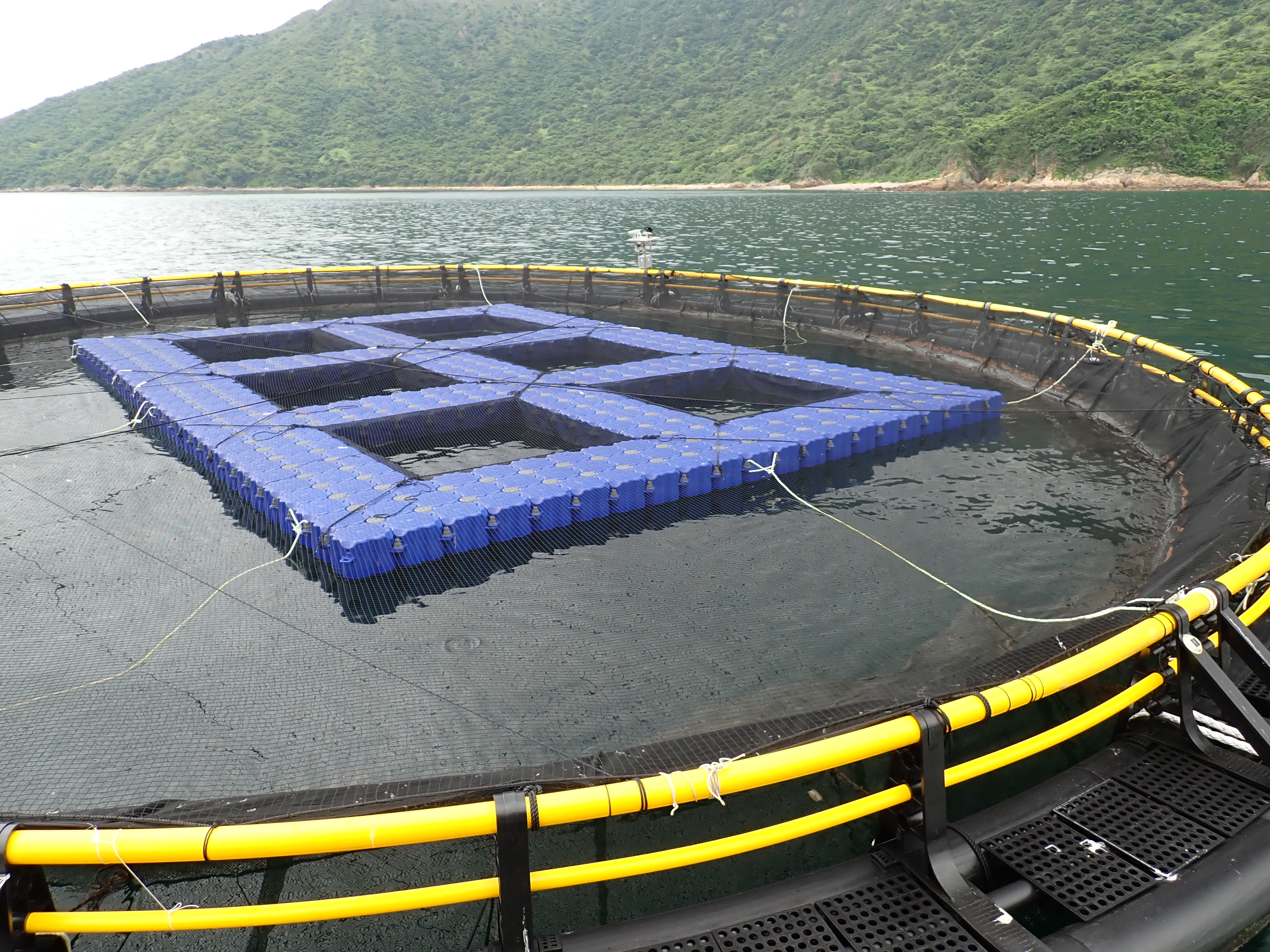 Marine Fish Culture