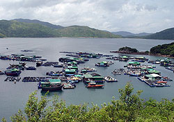 Marine Fish Culture