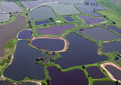 Pond Fish Culture