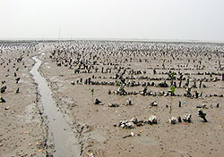 Oyster Culture