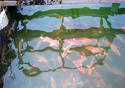 Marine Fish Culture