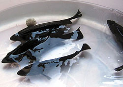 Fingerlings