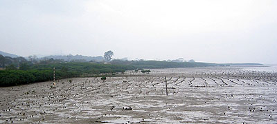 Oyster culture on mud flat