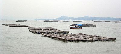 Oyster culture on rafts