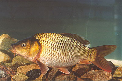 common carp