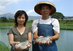 Marketable size Jade Perch