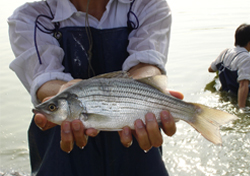 Hybrid-striped bass 