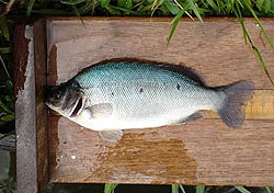 Jade perch stocked in pond