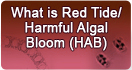 What is Red Tide/ Harmful Algal Bloom (HAB)