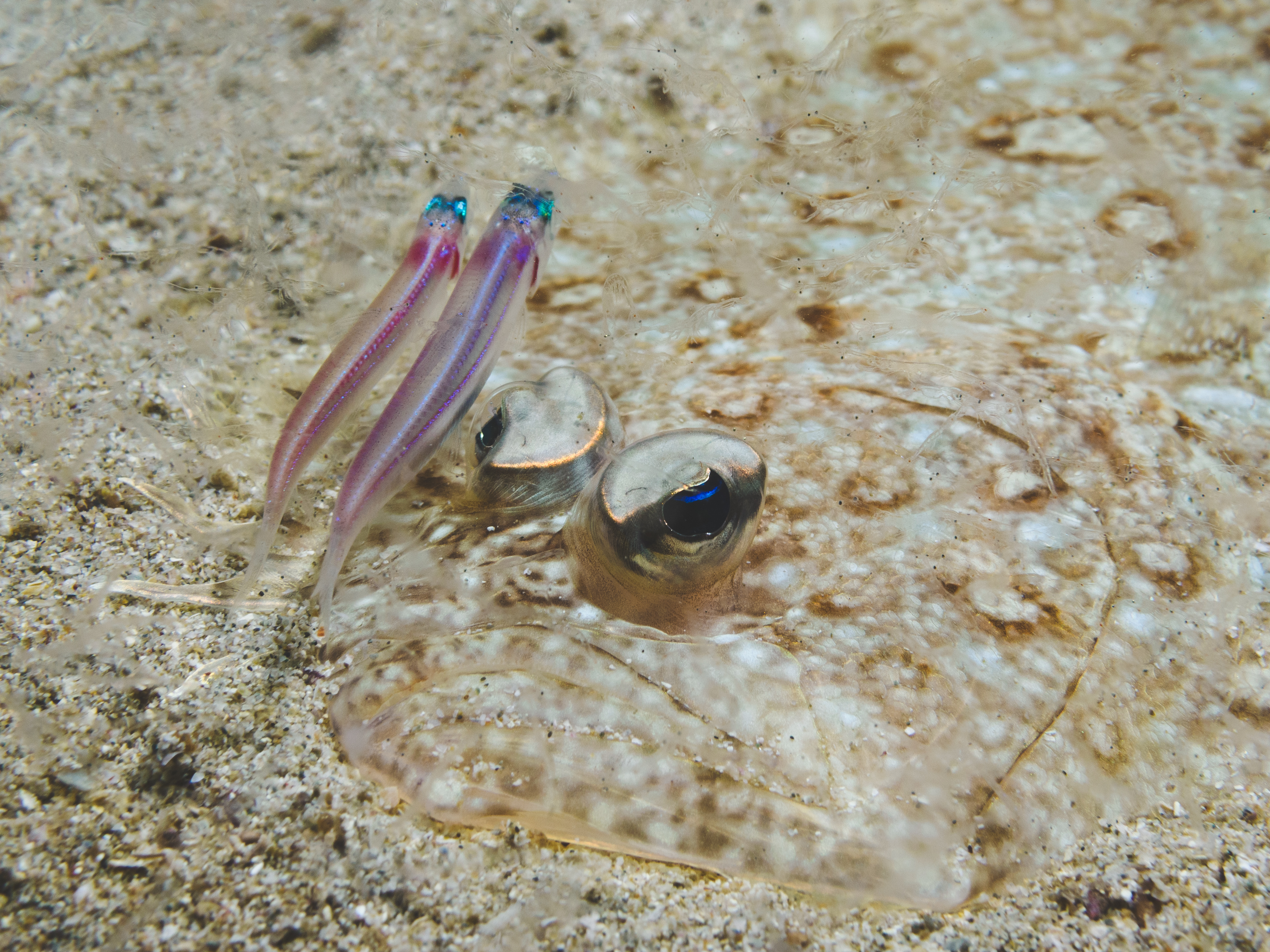 Hong Kong Underwater Photo and Video Competition 2023 concludes successfully (10)