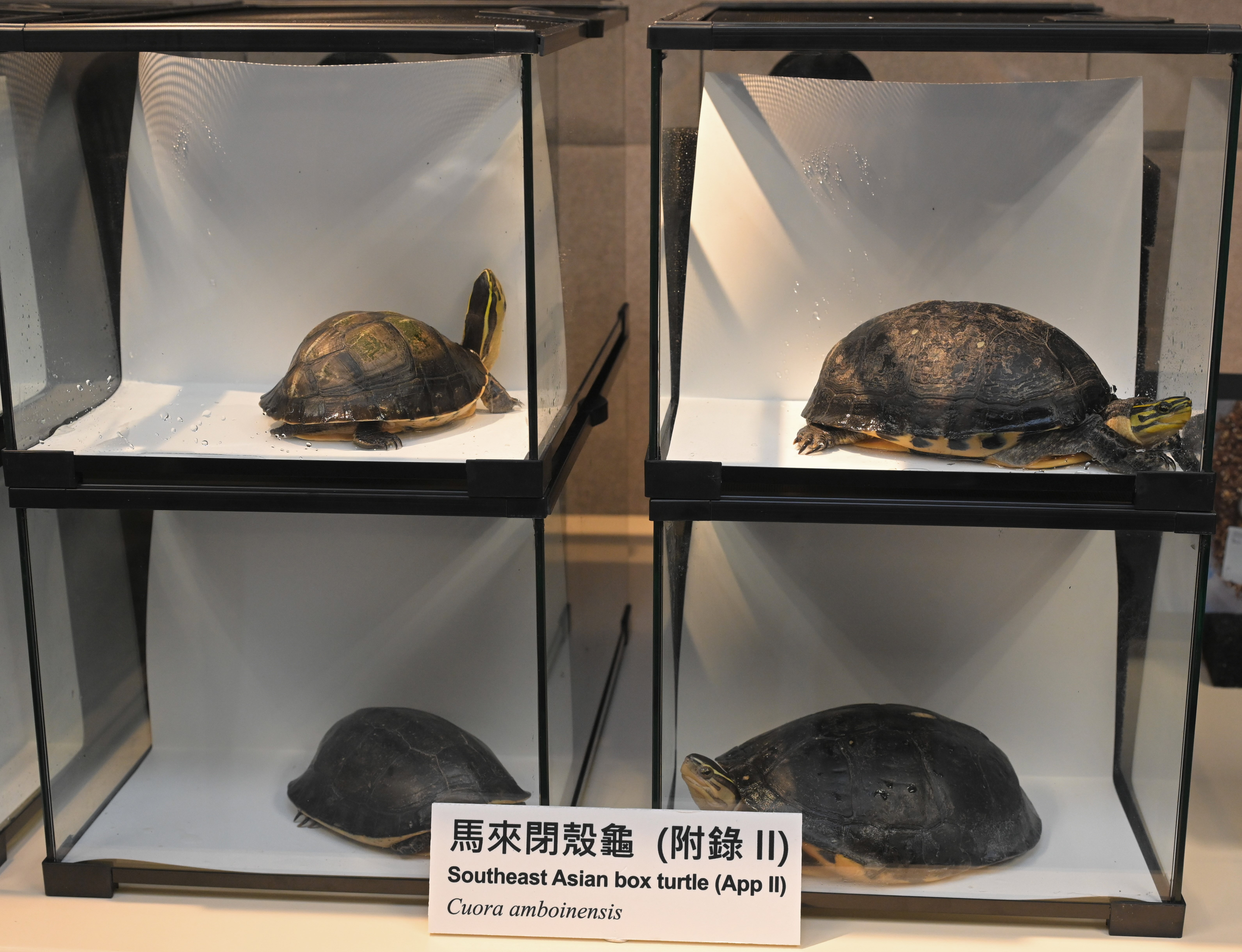 Twenty-nine specimens of endangered turtles seized in joint operation by AFCD and Police (3)