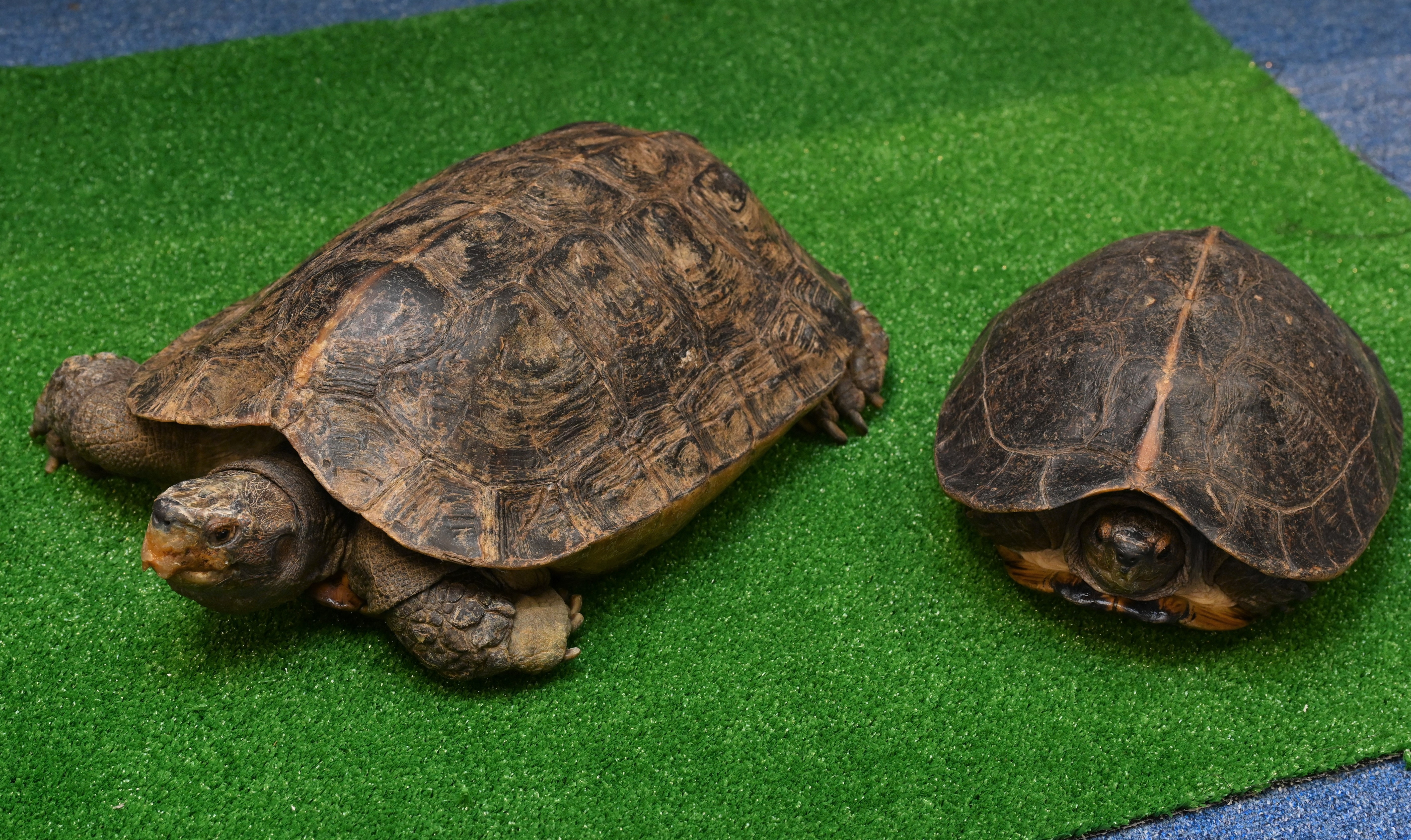 Twenty-nine specimens of endangered turtles seized in joint operation by AFCD and Police (4)