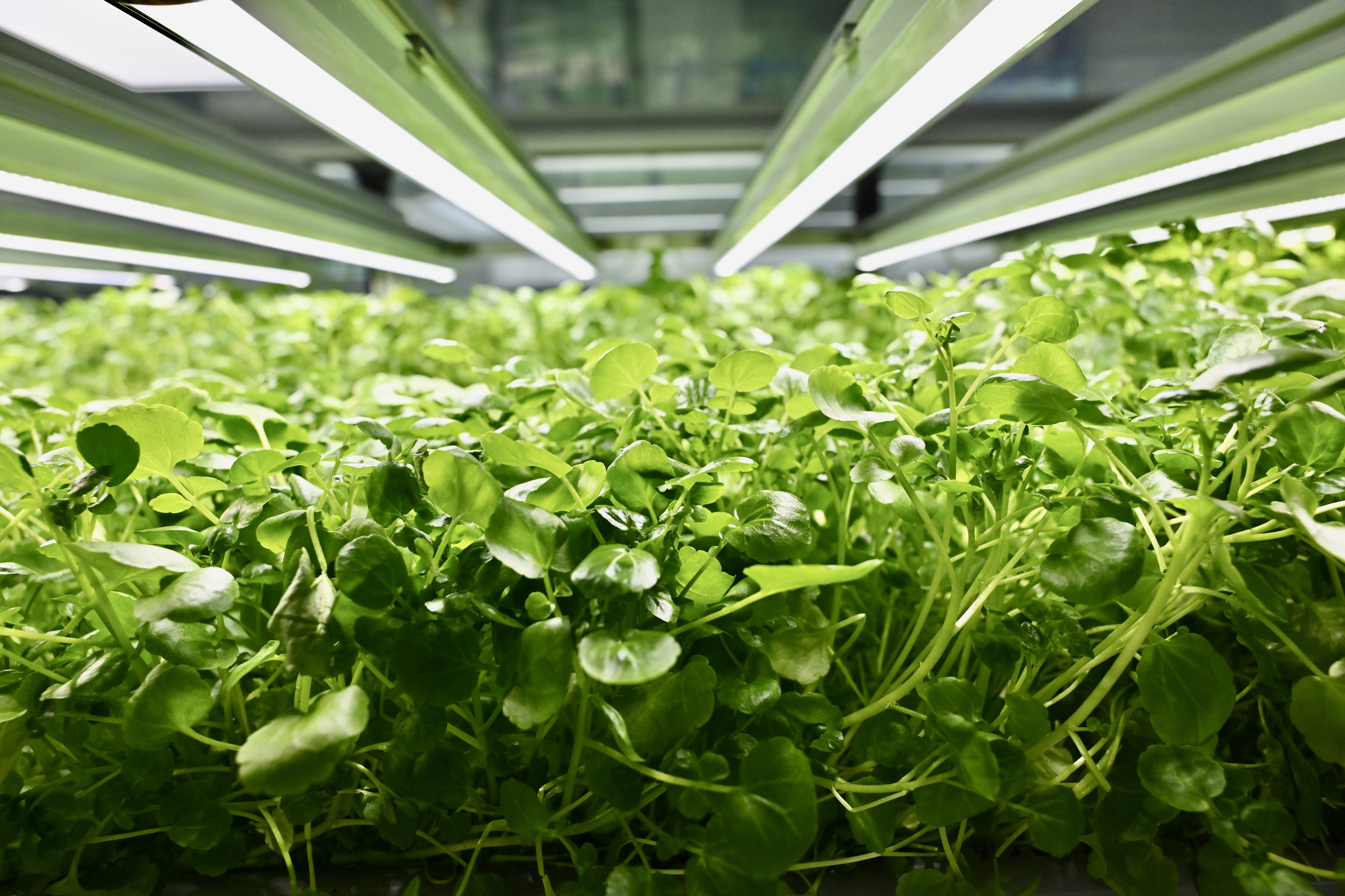 Phase 2 of Controlled Environment Hydroponic Research and Development Centre comes into operation (4)