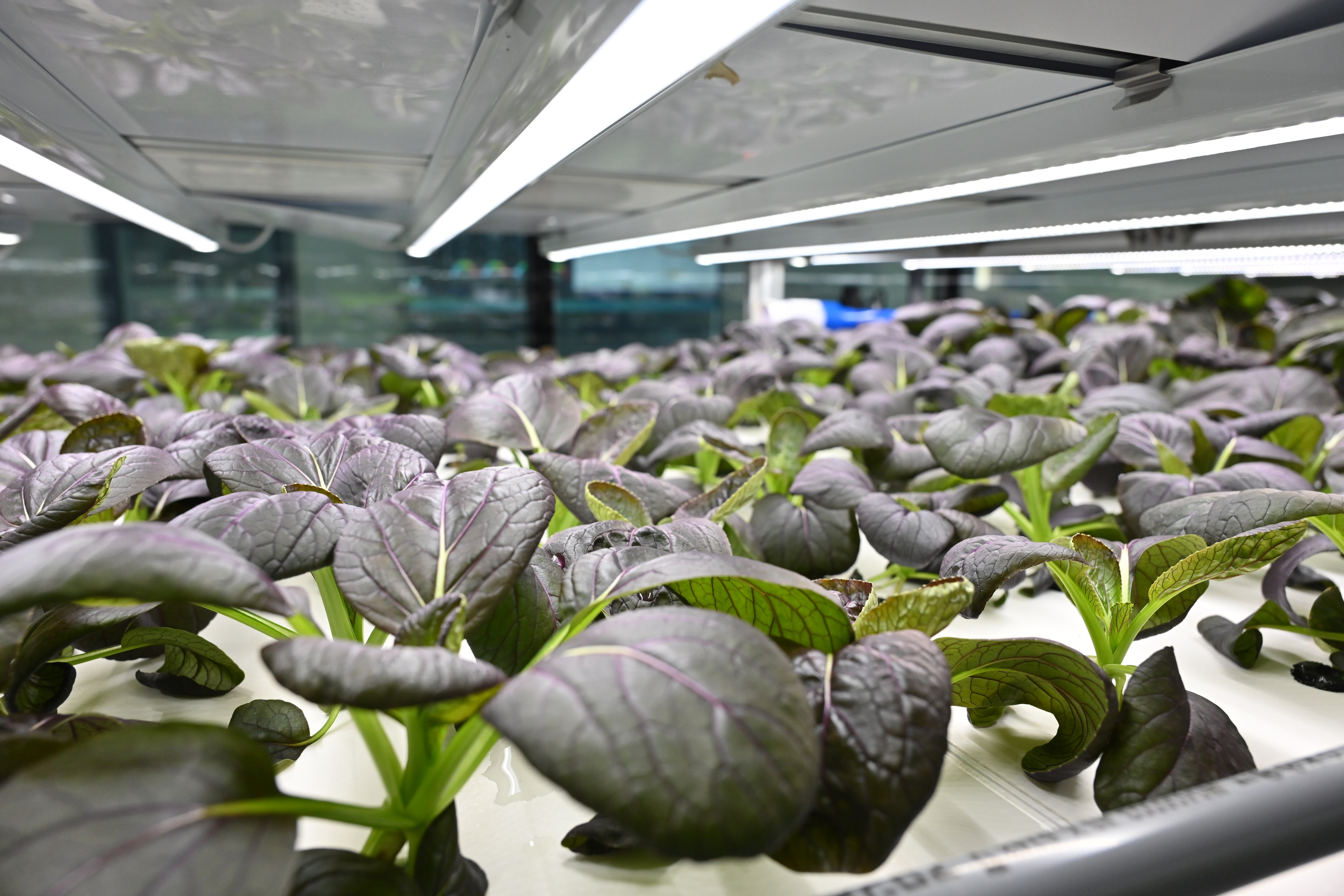 Phase 2 of Controlled Environment Hydroponic Research and Development Centre comes into operation (5)