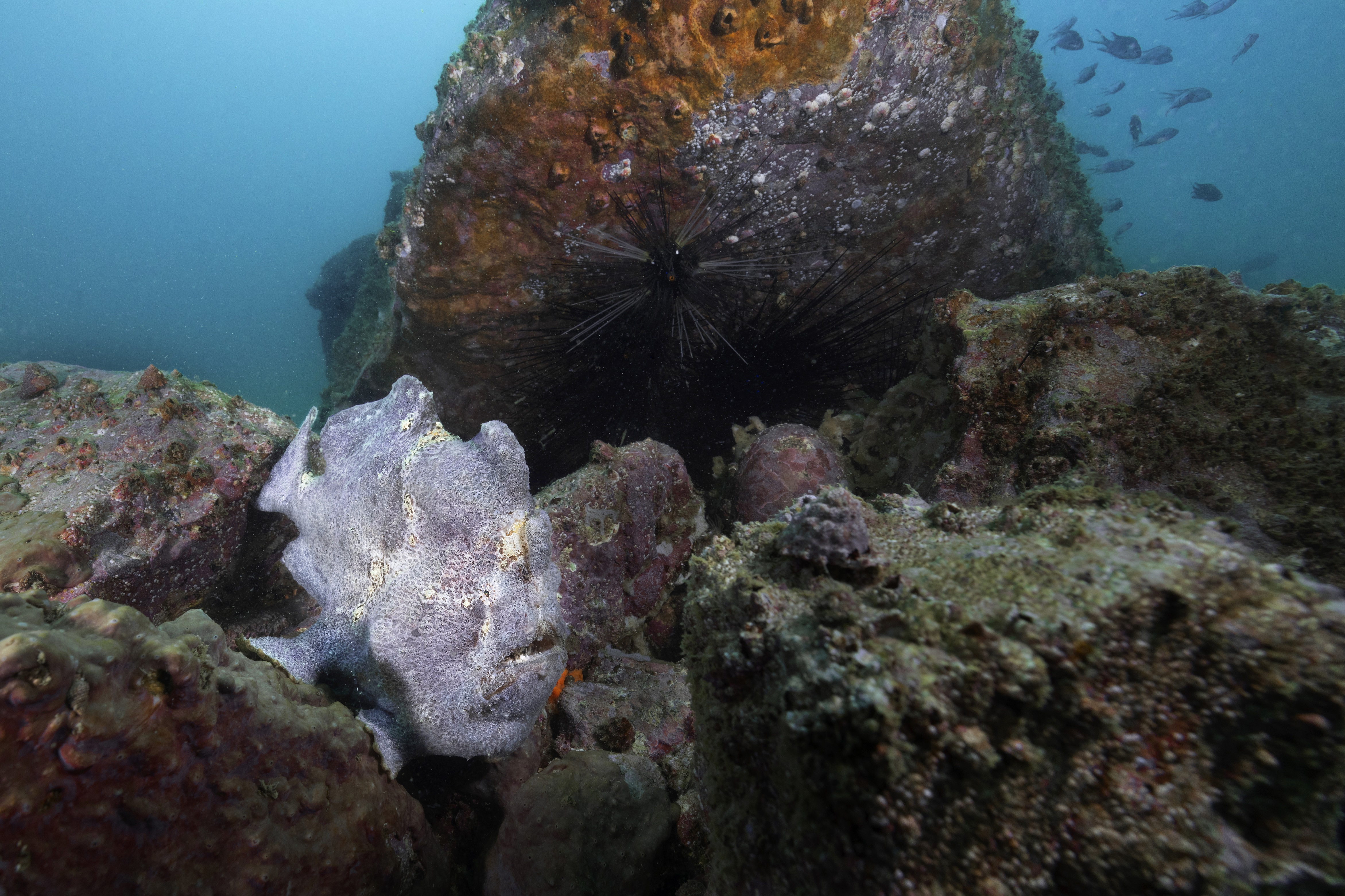 Hong Kong Underwater Photo and Video Competition 2023 concludes successfully (6)