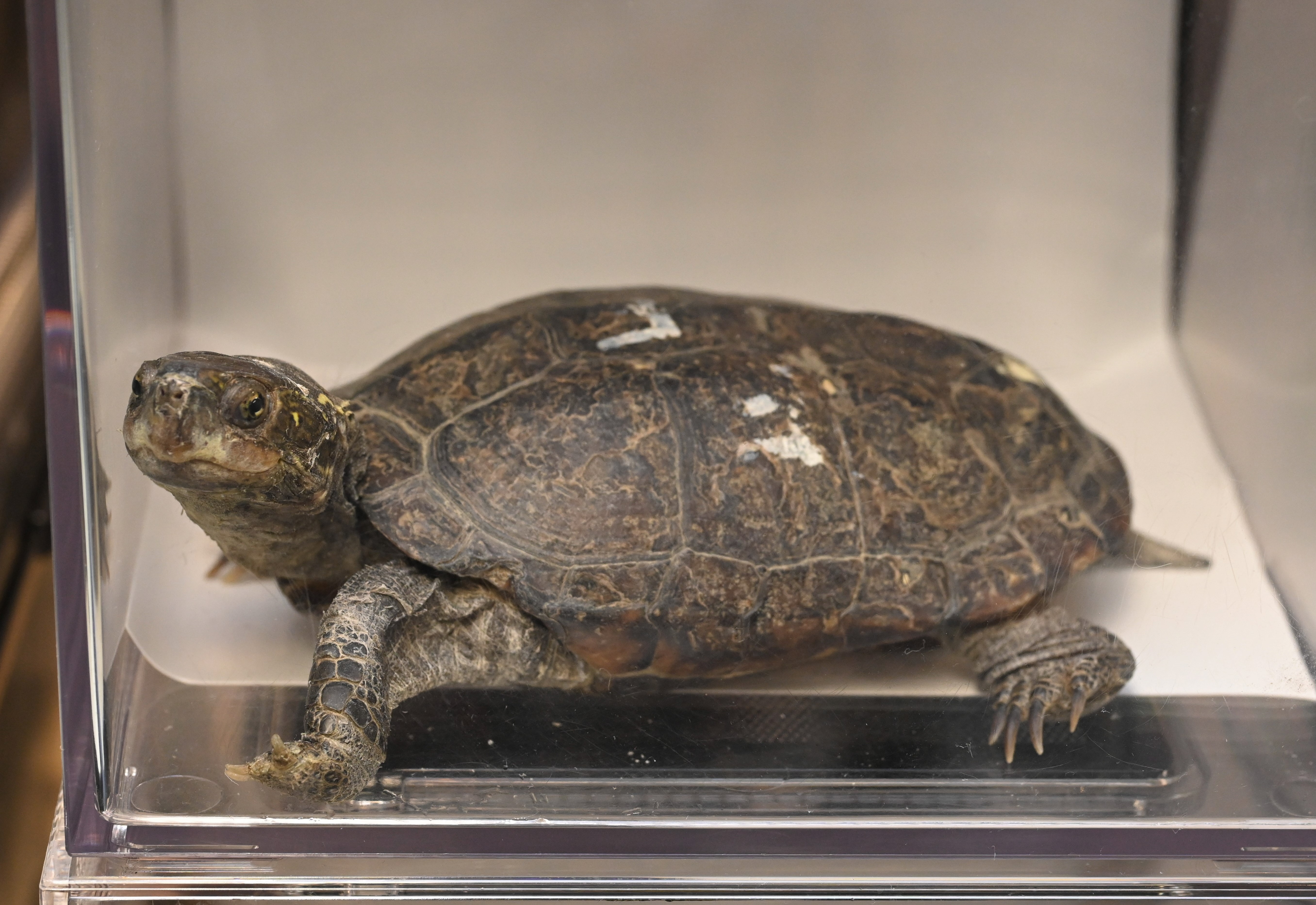Twenty-nine specimens of endangered turtles seized in joint operation by AFCD and Police (6)